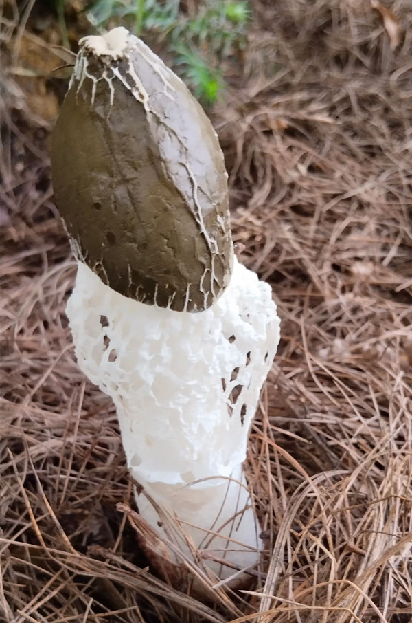 羊肚菌