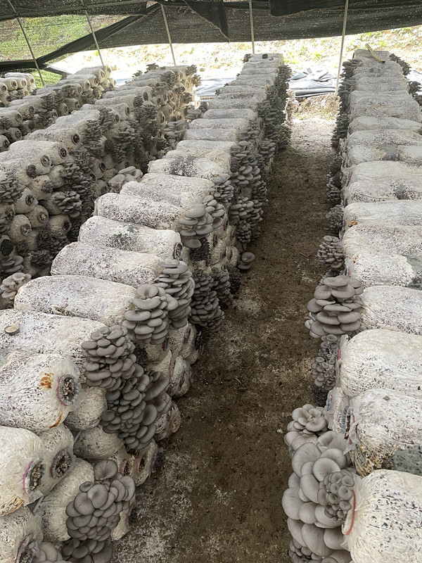 養(yǎng)殖基地